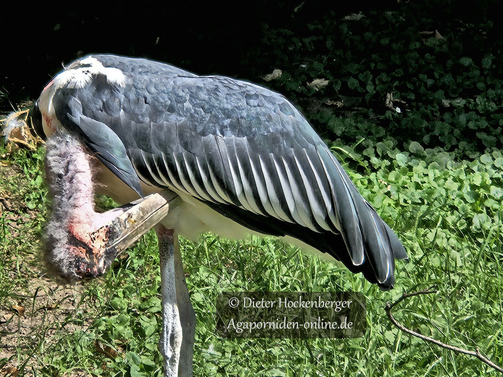 Marabu (Leptoptilos crumenifer) putzt sich gerade unter seinem Flügel