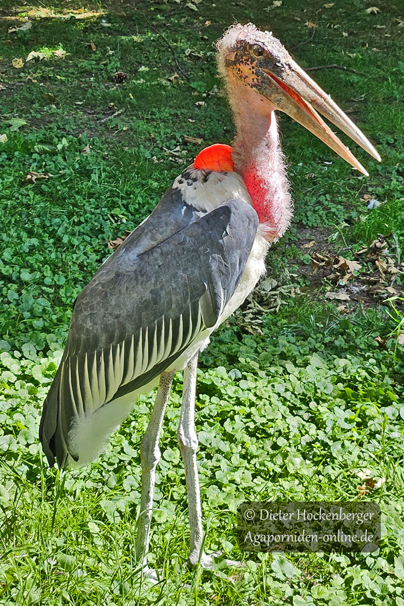 Marabu (Leptoptilos crumenifer) steht auf der großen Anlage im Kölner Zoo