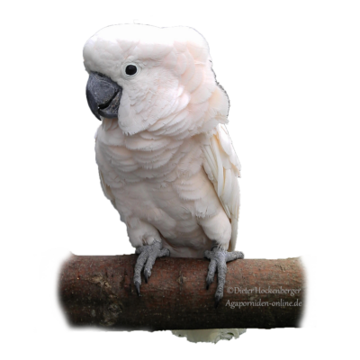 Molukkenkakadu (Cacatua moluccensis)-Beitragsbild
