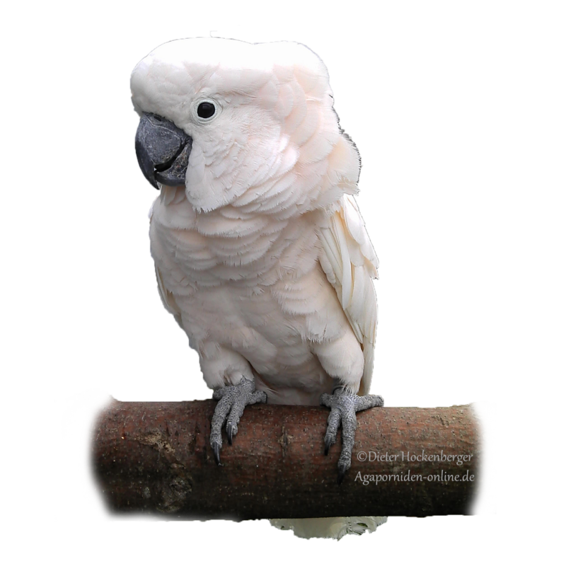 Molukkenkakadu (Cacatua moluccensis)-Beitragsbild