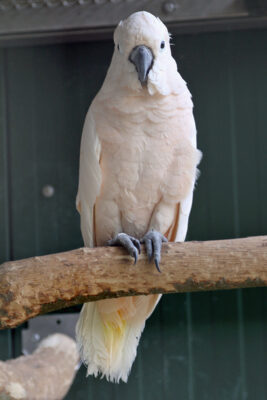 Der Molukkenkakadu (Cacatua moluccensis) gehört zur Ordnung der Papageien. Anders als die meisten Kakaduarten ist er auf ein sehr kleines Verbreitungsgebiet begrenzt. Er kommt ausschließlich auf den Südlichen Molukken Seram, Saparua, Haruku vor und ist mittlerweile auf Ambon eingebürgert.