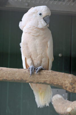 Der Molukkenkakadu (Cacatua moluccensis) ist ein Papagei mit einer weißen Gefiedergrundfarbe und einer leuchtend roten Haube. Diese seltene Art ist endemisch auf den Südlichen Molukken, insbesondere den Inseln Seram, Saparua und Haruku, und lebt in tropisch-feuchten Waldgebieten sowie Sumpfregionen.