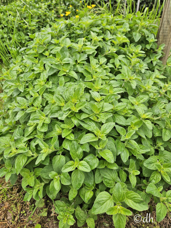 Oregano (Origanum vulgare) Bild zeigt die Pflanze im Monat Mai.