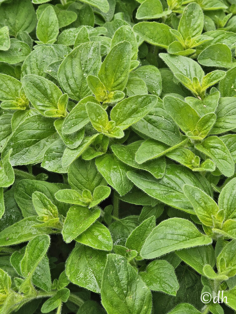Semillas De Orégano (Origanum Vulgare) 1 Gramo - 7000 Semillas - Aromática Para Huerta Y Maceta