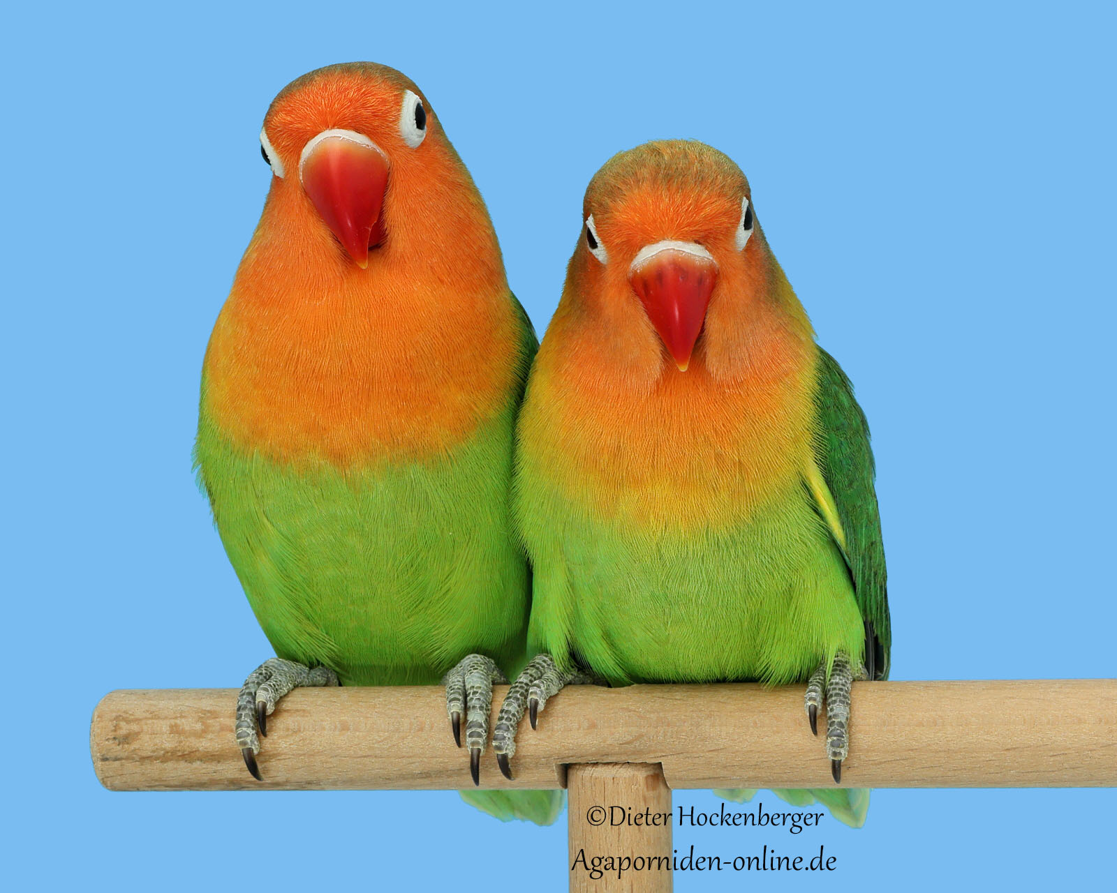 Zwei grüne Pfirsichköpfchen Agapornis fischeri sitzen frontal auf einer Stange und blicken zur Kamera; himmelblauer Hintergrund.