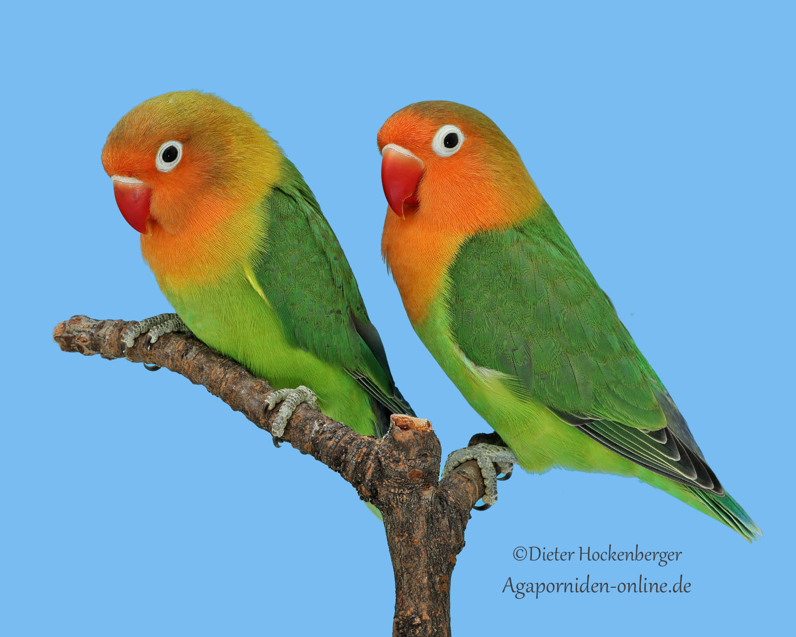 Zwei grüne Pfirsichköpfchen (Agapornis fischeri) sitzen auf dünnen Zweigen und blicken direkt zur Kamera; blauer Hintergrund.