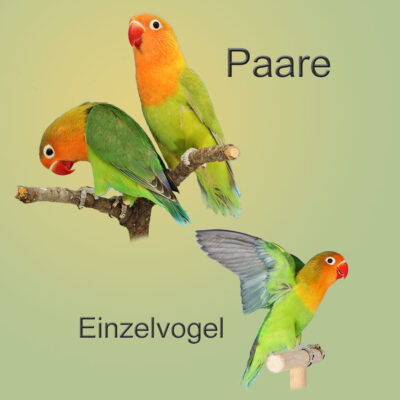 Pfirsichköpfchen, Einzelvogel und Paare abzugeben. Hier stehen meine Nachzuchten zum Verkauf.