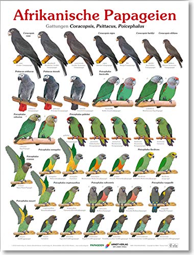 Poster Afrikanische Papageien - Gattungen Coracopsis, Psittacus, Poicephalus