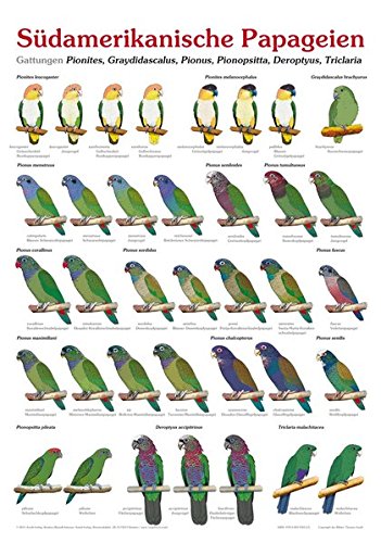 Poster Südamerikanische Papageien - Gattungen Pionites, Graydidascalus, Pionus, Pionopsitta, Deroptyus, Triclaria