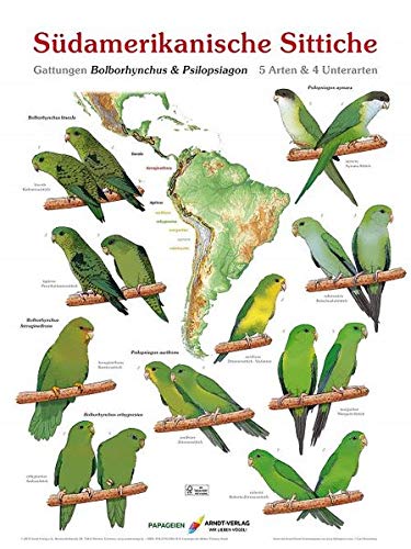 Poster Südamerikanische Sittiche 3 - Gattung Bolborhynchus & Psilopsiagon 5 Arten & 4 Unterarten