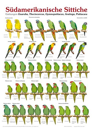 Poster Südamerikanische Sittiche - Gattungen Guaruba, Thectocercus, Gymnopsittacus, Aratinga, Psittacara