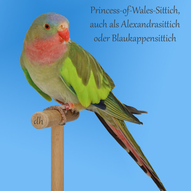Beitragsbild: Princess-of-Wales-Sittich, auch als Alexandrasittich oder Blaukappensittich