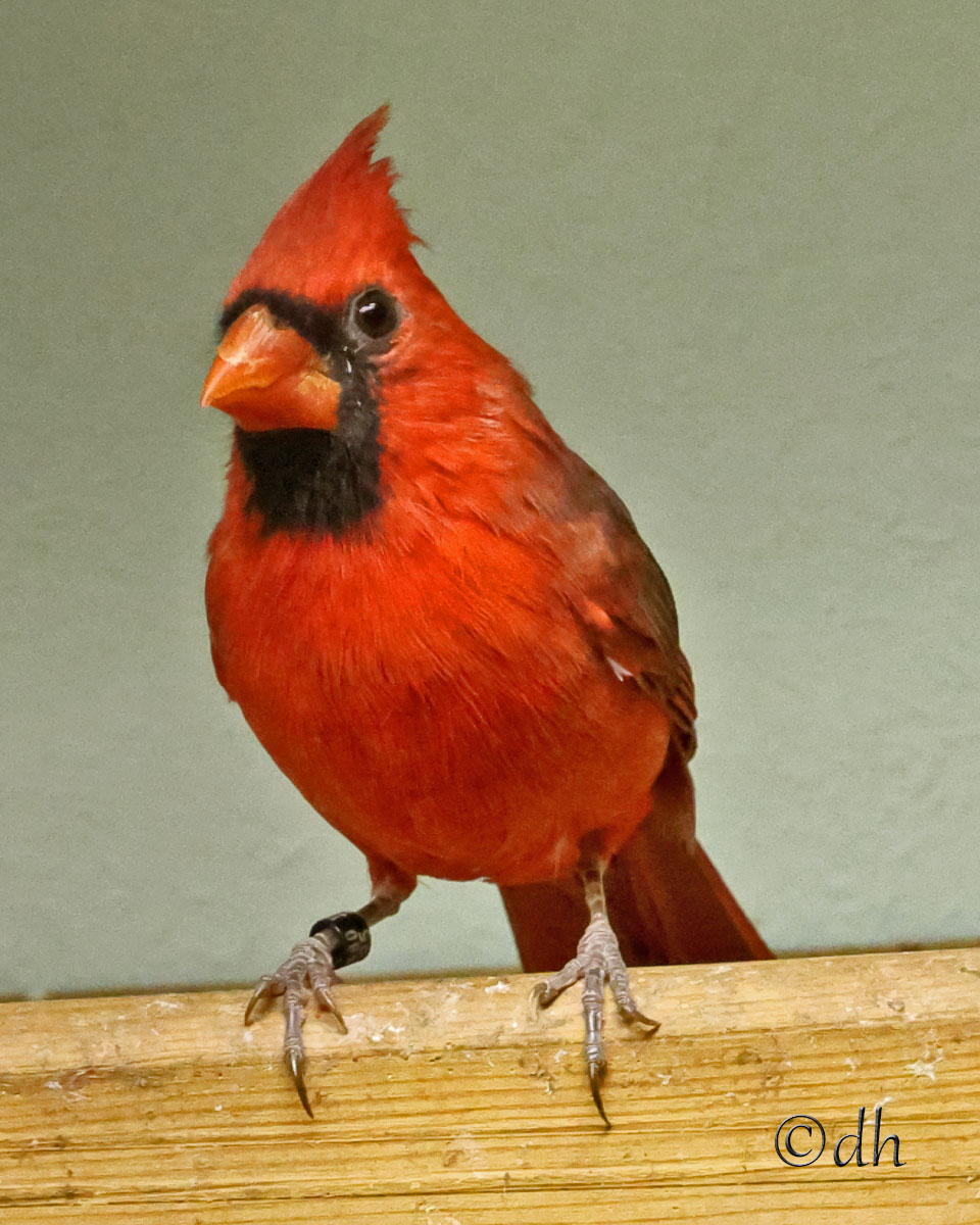 Männlicher roter Kardinal sitzt auf einer Holzstange und blickt direkt in die Kamera