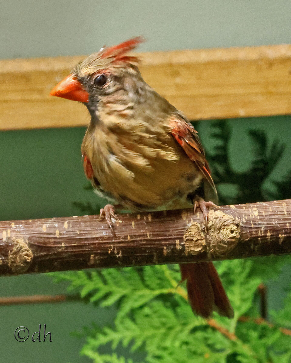 Weiblicher Roter Kardinal sitzt auf einem Ast und dreht den Kopf zur Seite