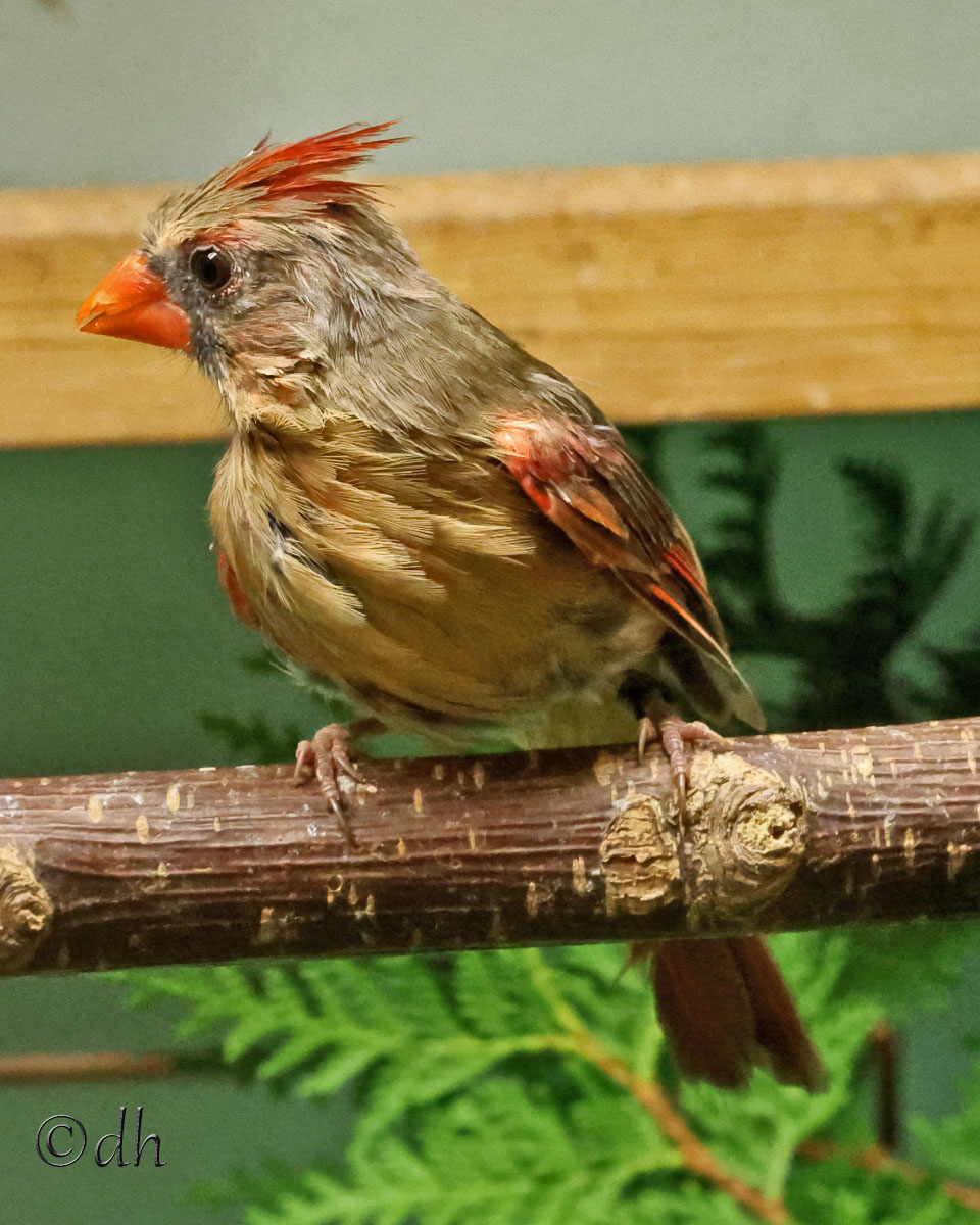 Weiblicher Roter Kardinal sitzt seitlich auf einem Ast und dreht den Kopf zur Seite