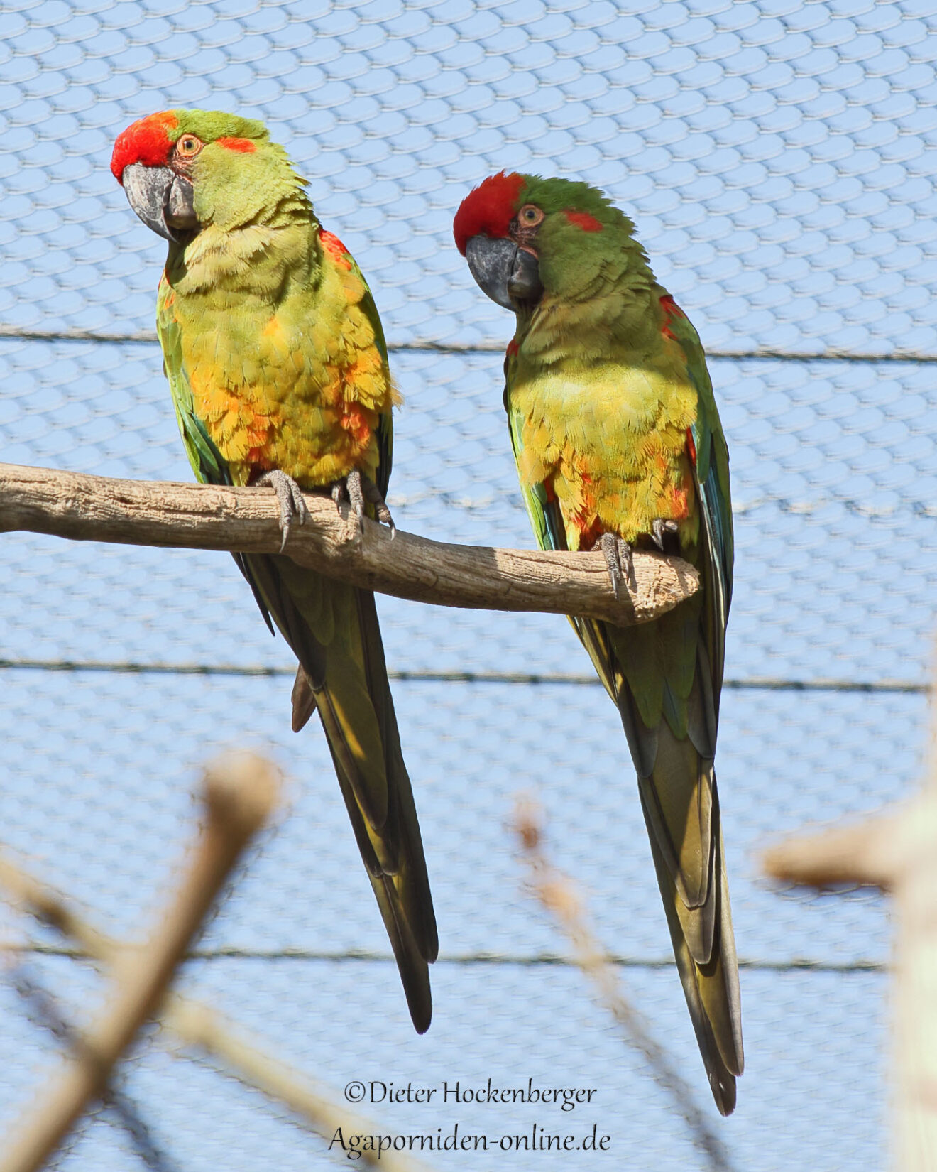 Zwei Rotohraras sitzen seitlich von unten fotografiert auf einem Ast in einer großen Freivoliere und blicken direkt in die Kamera; im Hintergrund blauer Himmel und die Volierenbegrenzung.