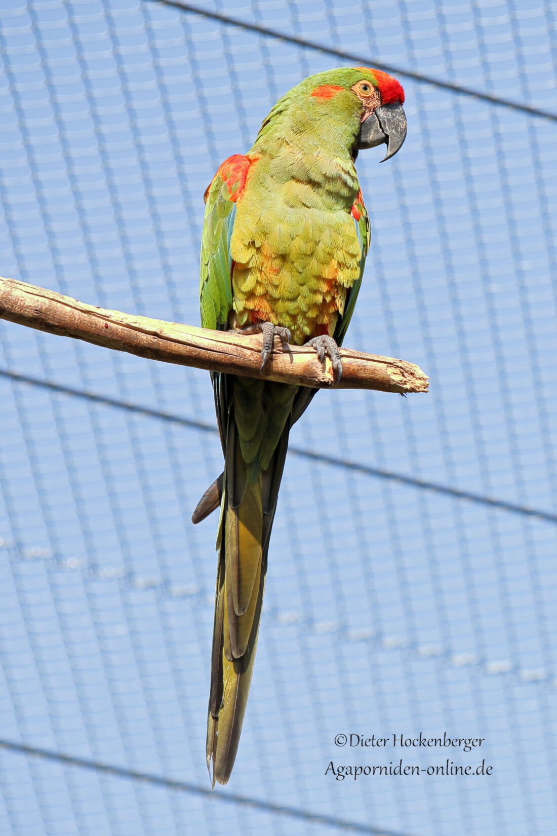 „Rotohrara in voller Körpergröße in der Freivoliere des Vogelparks Marlow, vor blauem Himmel und der Begrenzung der Großvoliere, Blick nach links.