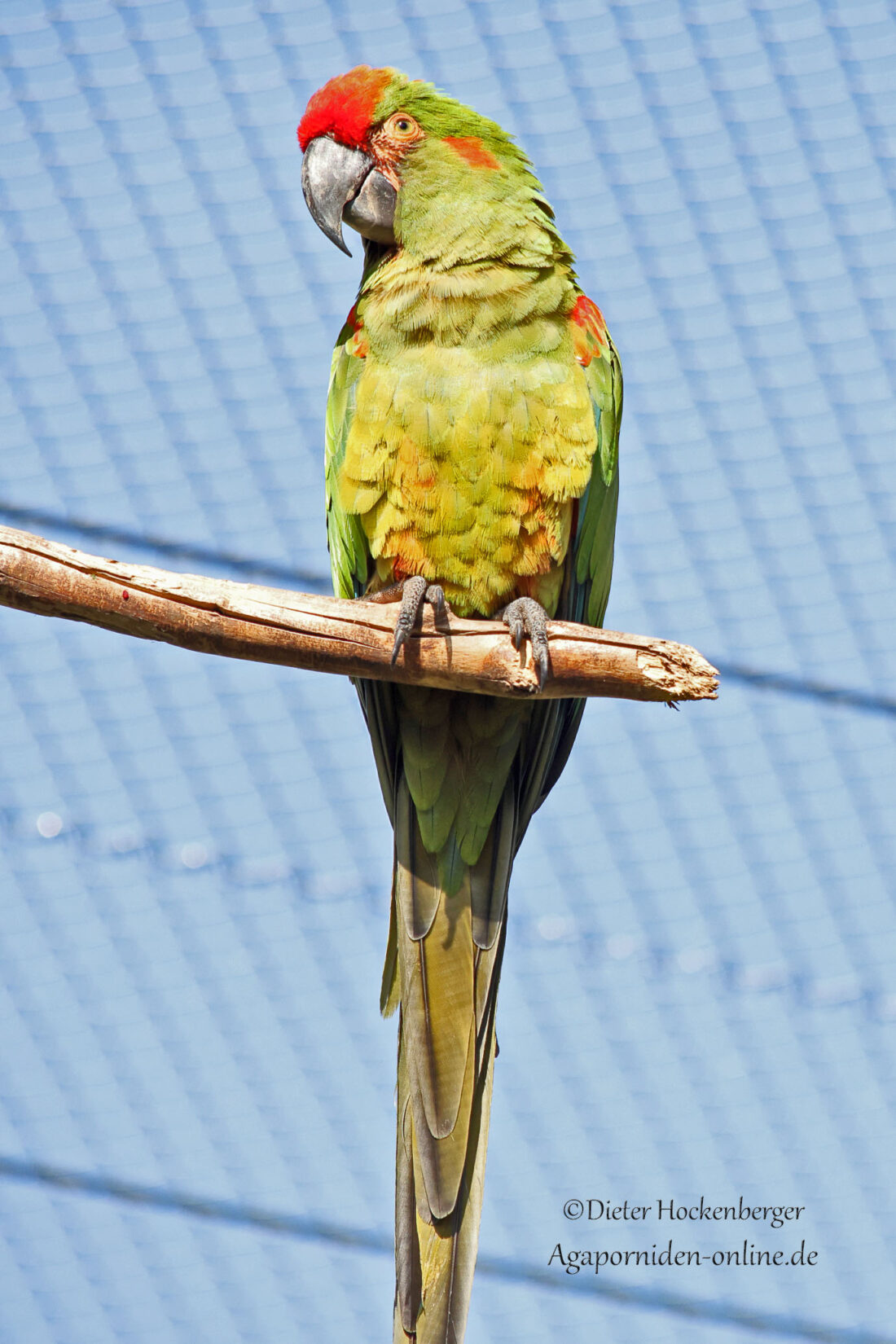 Rotohrara sitzt auf einem Ast und dreht den Kopf zur Seite; im Hintergrund blauer Himmel hinter dem Volierendraht.