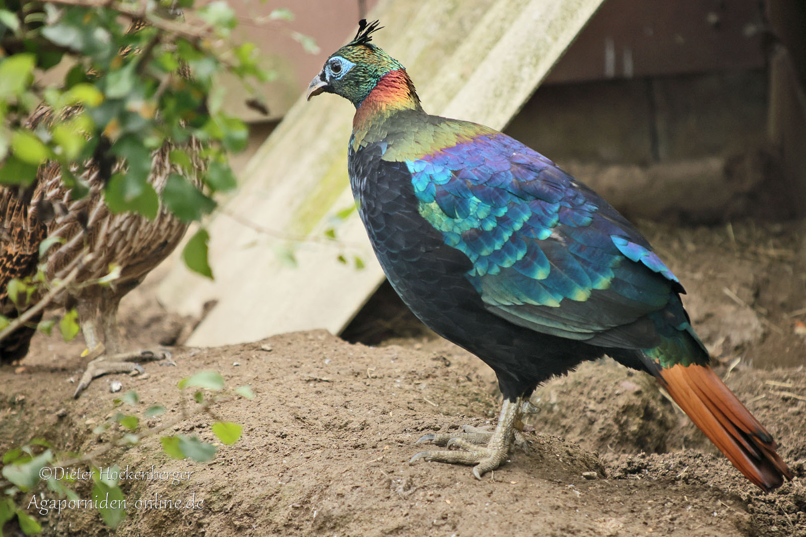 Männlicher Rotschwanz‑Glanzfasan (Lophophorus lhuysii) in Seitenansicht in seiner Zuchtvoliere