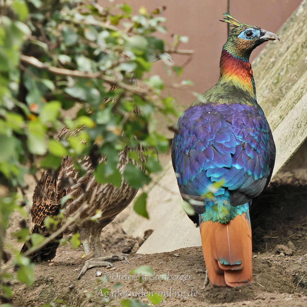 Rotschwanz‑Glanzfasan – (Lophophorus lhuysii)
