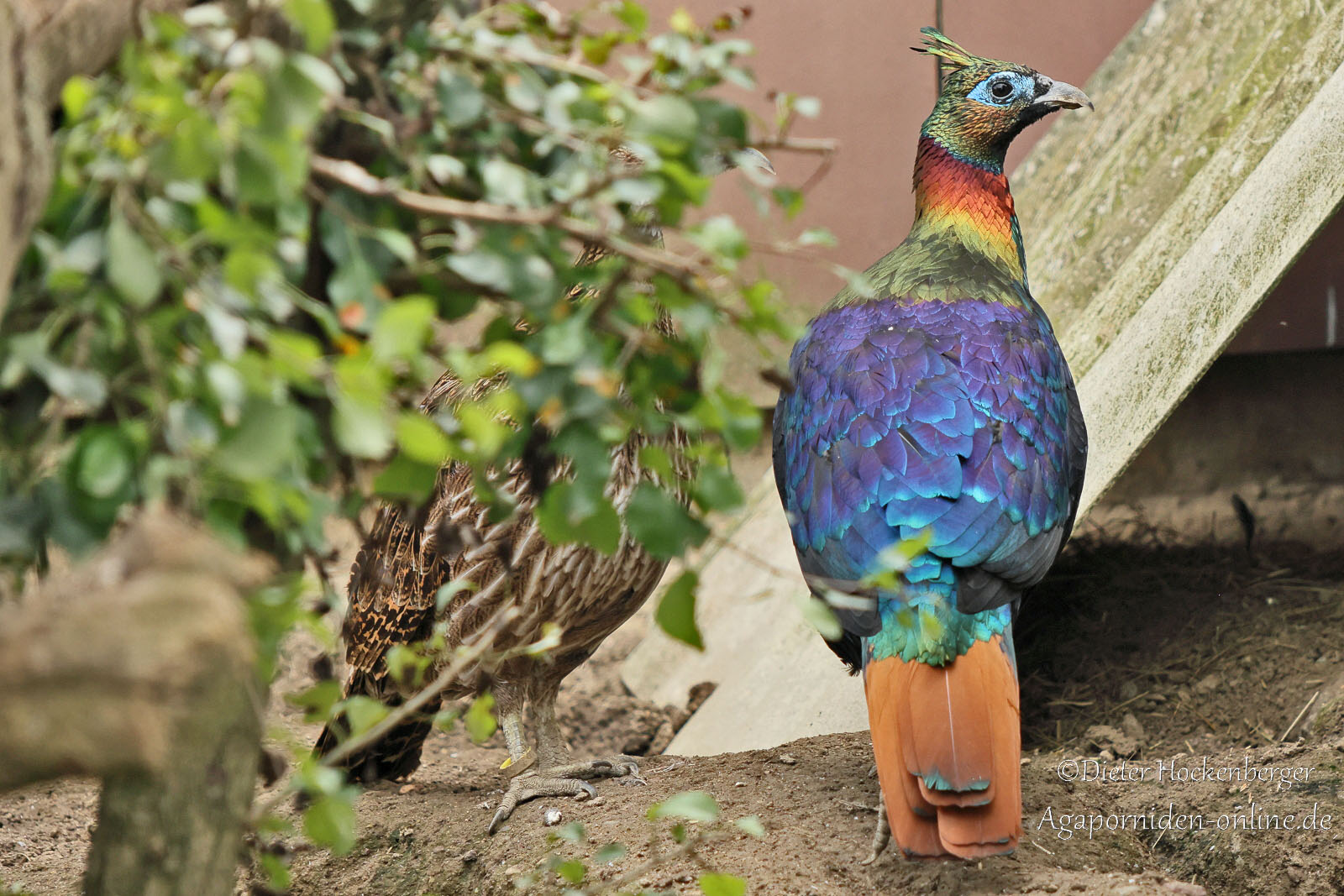 Männlicher Rotschwanz‑Glanzfasan (Lophophorus lhuysii) in Rückansicht, Kopf nach rechts gedreht; links daneben das Weibchen, teilweise hinter grünem Blattwerk sichtbar