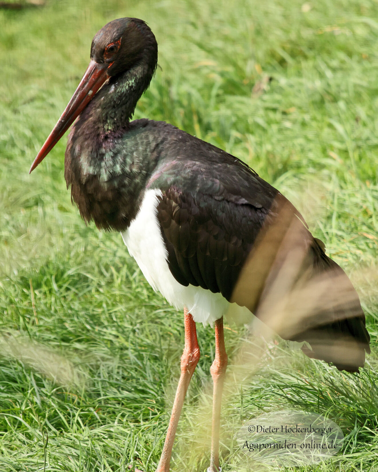Schwarzstorch Ciconia-nigra) steht stolz im grünen Gras im Vogelpark Marlow.