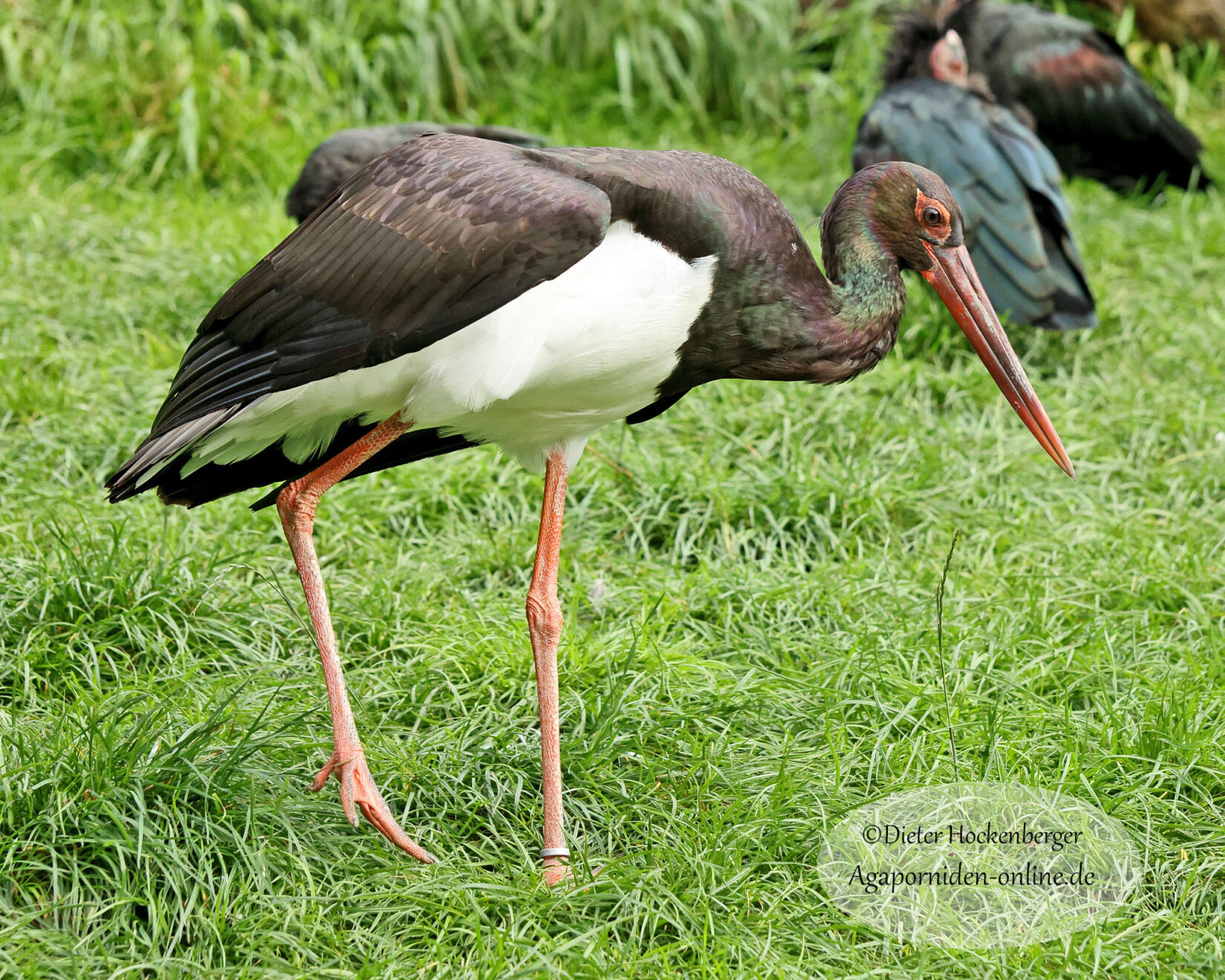 Schwarzstorch im Vogelpark Marlow – seltener Waldvogel steht stolz im grünen Gras, Naturfotografie.