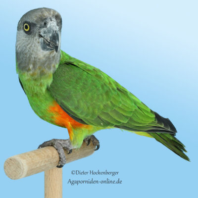 Senegalpapagei (Poicephalus senegalus) in Seitenansicht auf einer Sitzstange, Kopf zum Betrachter gedreht.