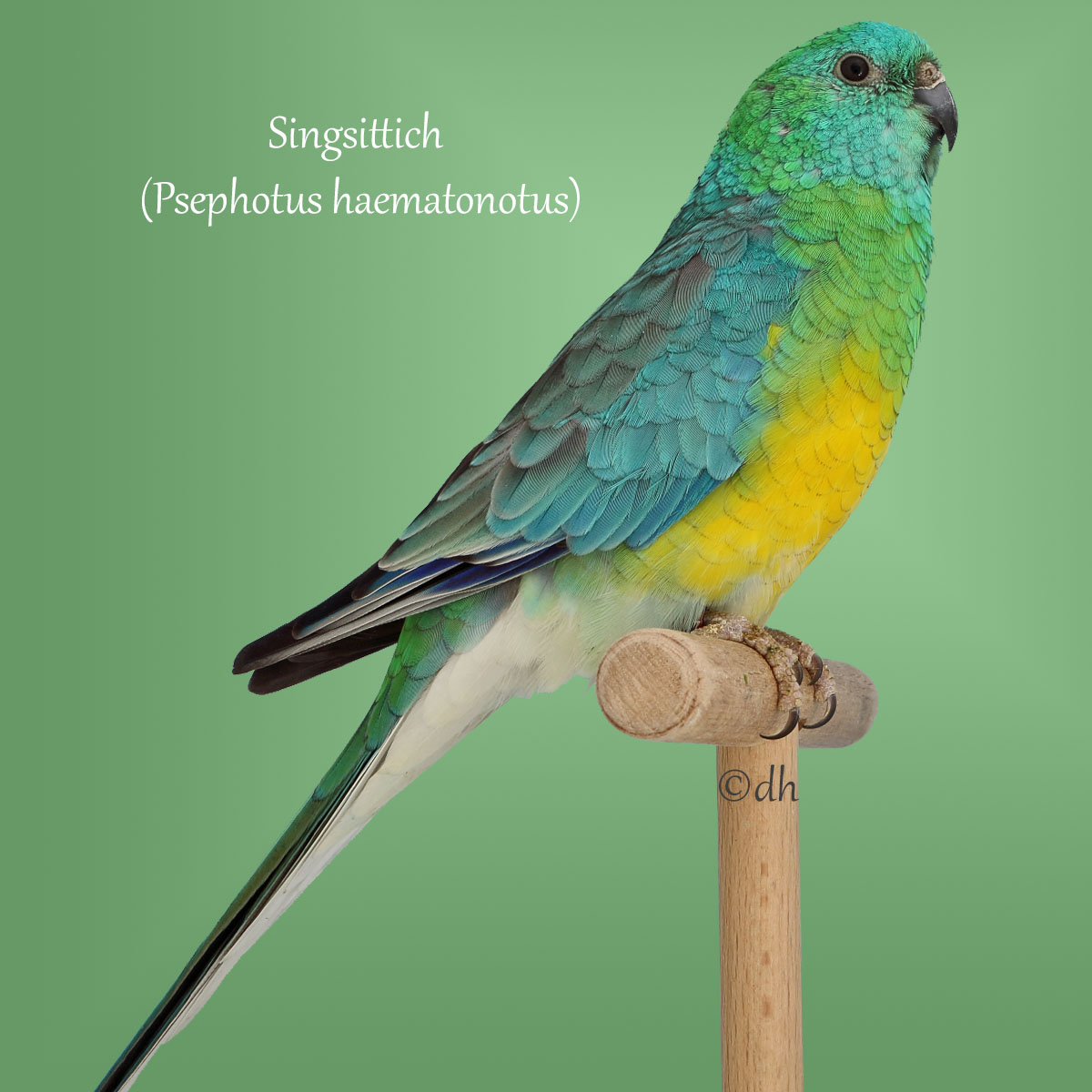 Singsittich (Psephotus haematonotus)