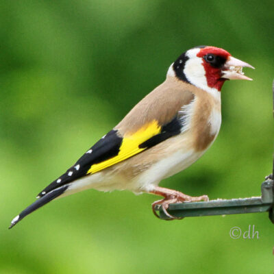 Ein Stieglitz (Carduelis carduelis) mit Futter im Schnabel. Sein charakteristisches buntes Gefieder ist deutlich zu erkennen, während er sich eine Mahlzeit sichert.