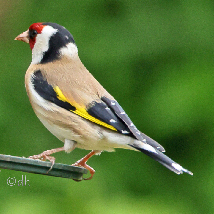 Ein Stieglitz (Carduelis carduelis) in Rückansich.