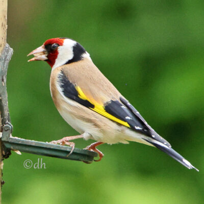 Ein Stieglitz (Carduelis carduelis) in Seitenansicht, während er sich am Futterspender bedient.