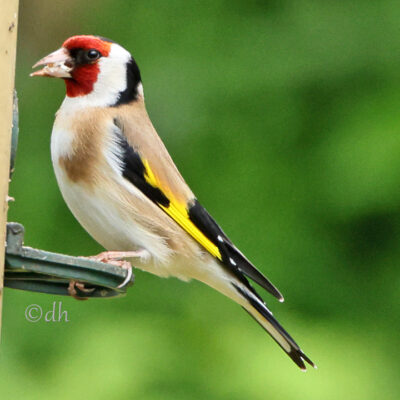 Ein Stieglitz (Carduelis carduelis) in Seitenansicht, während er sich am Futterspender bedient. Sein farbenfrohes Gefieder und der charakteristische rote Kopf sind gut zu erkennen.