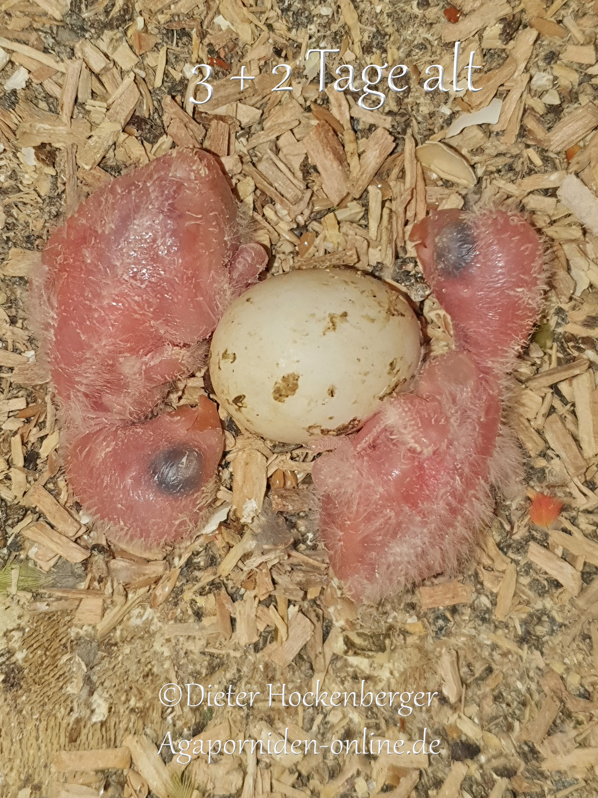 Bild: 2 junge Taranta Bergpapageien, Agapornis taranta frisch geschlüpft, 2 + 3 Tage alt