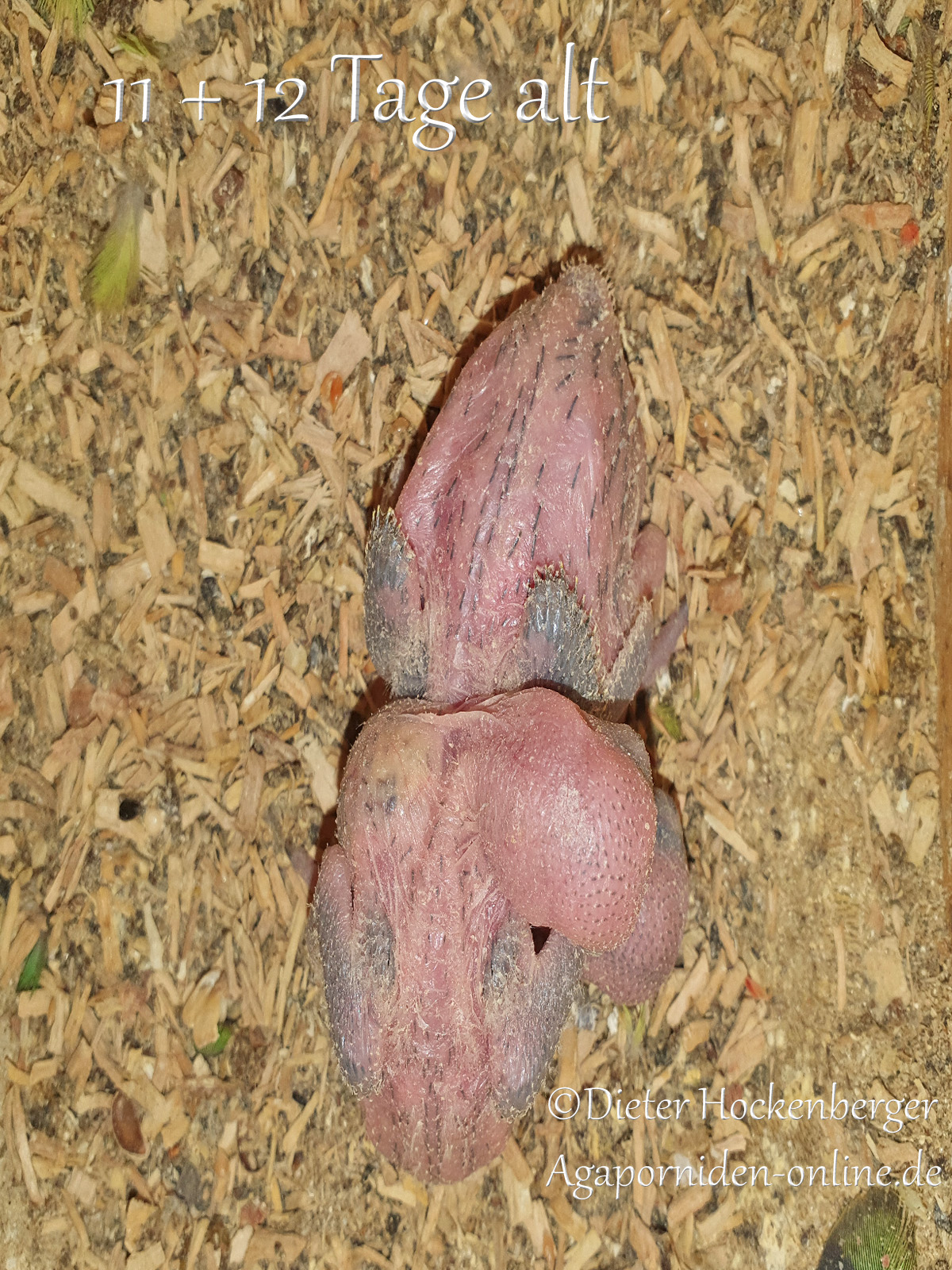 Bild zeigt 2 junge Taranta Bergpapageien, Agapornis taranta im Nest, 11 + 12 Tage alt