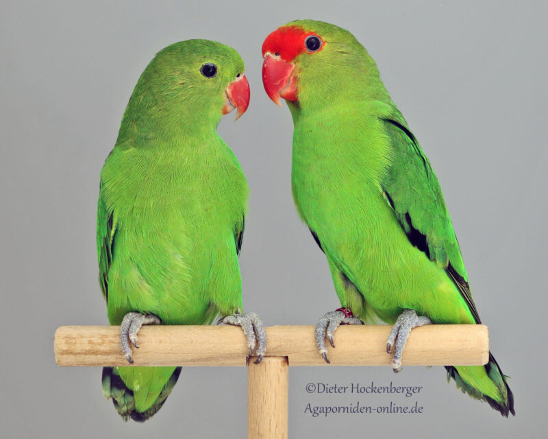 Taranta-Bergpapagei Agapornis taranta, links das Weibchen rechts mit roter Stirn das Männchen