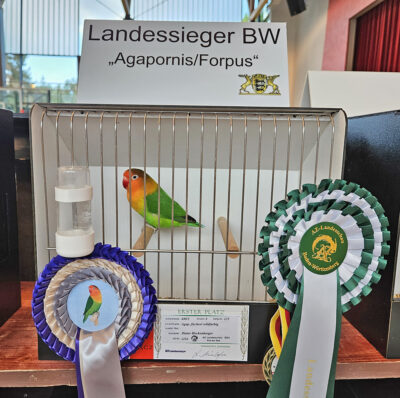 Titelbild-AZ-Landessieger-Baden-Württemberg 2024 Agapornis-fischeri Pfirsichköpfchen