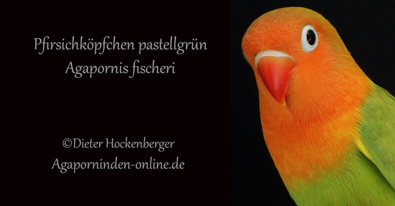 Titelbild-Pfirsichköpfchen-pastellgrün