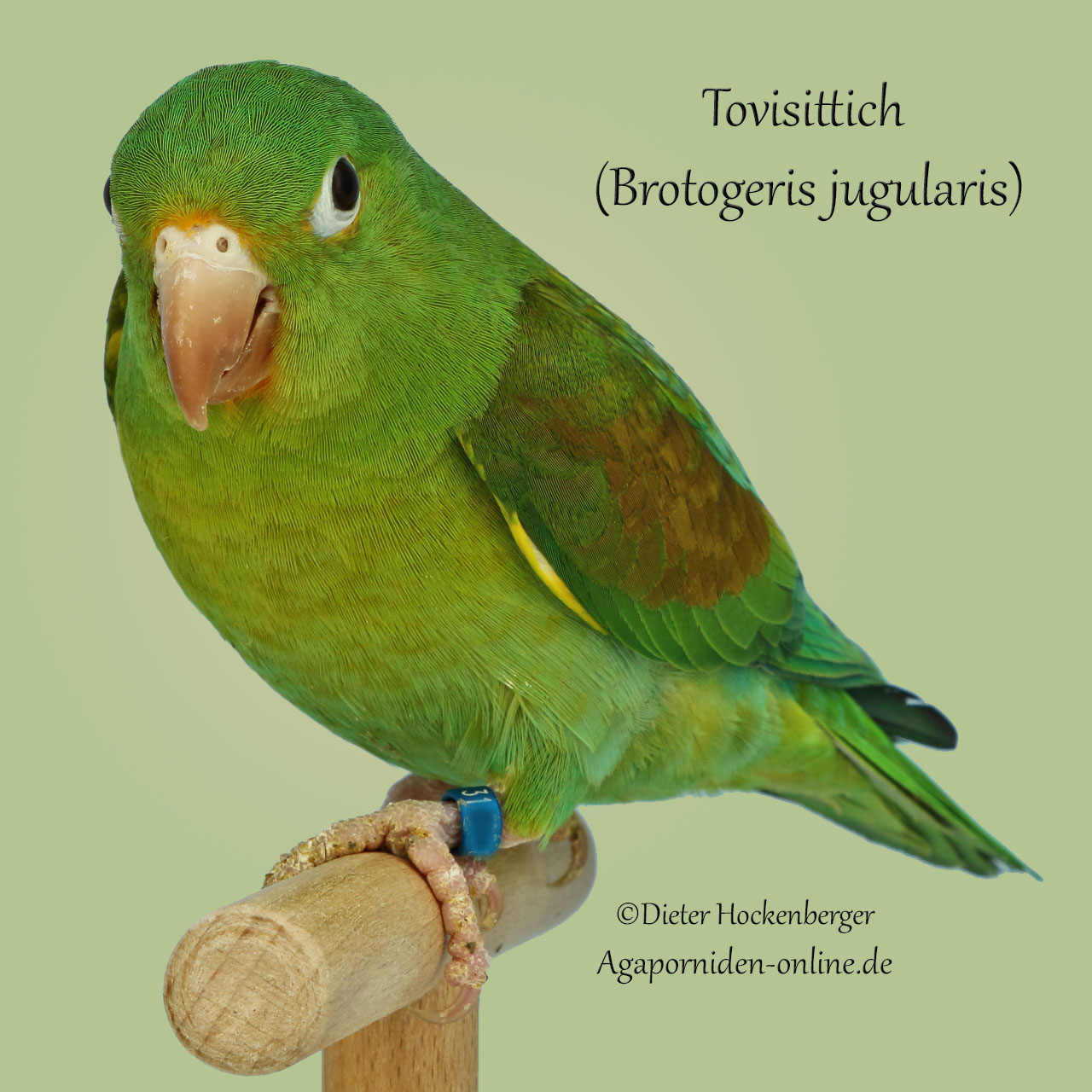 Tovisittich (Brotogeris jugularis jugularis)