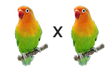 Symbolbild: Verpaarung wildfarbe X wildfarbe bei autosomal rezessiver Verpaarung