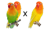 Symbolbild: Verpaarung wildtype/spalterbig-Lutino X Lutino bei autosomal rezessiver Verpaarung