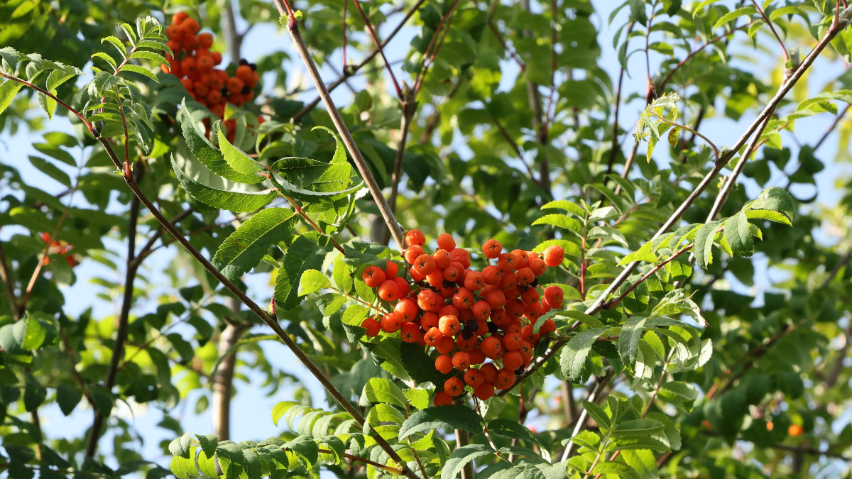 Vogelbeere (Sorbus aucuparia)