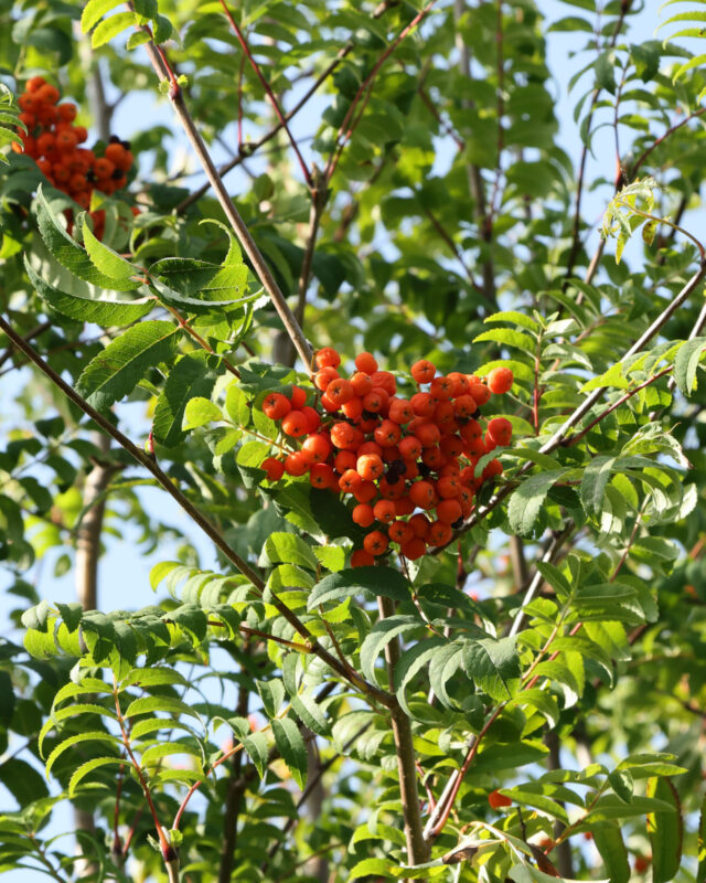 Leuchtend rote Beeren der Vogelbeere hängen in dichten Trauben an einem Baum mit gefiederten grünen Blättern.