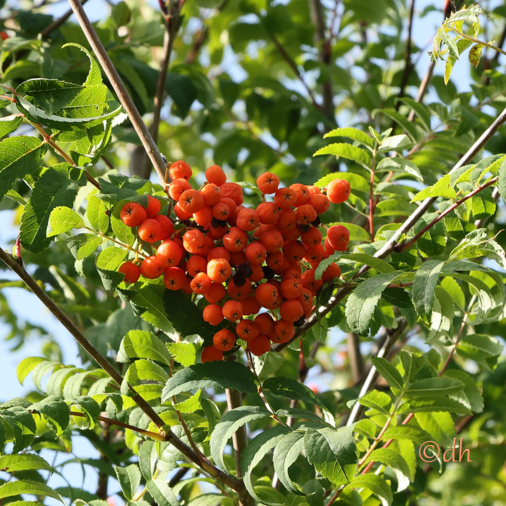 Vogelbeere (Sorbus aucuparia)