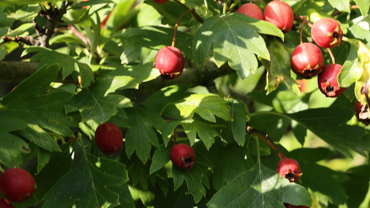 Weißdornstrauch (Gattung Crataegus)