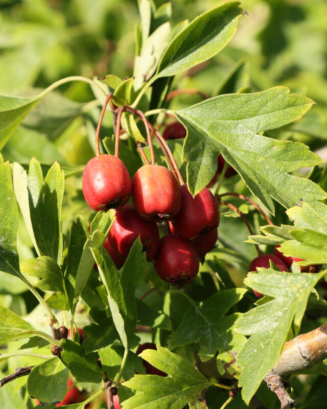 Nahaufnahme glänzender roter Weißdornbeeren zwischen dunkelgrünen, gezackten Blättern.