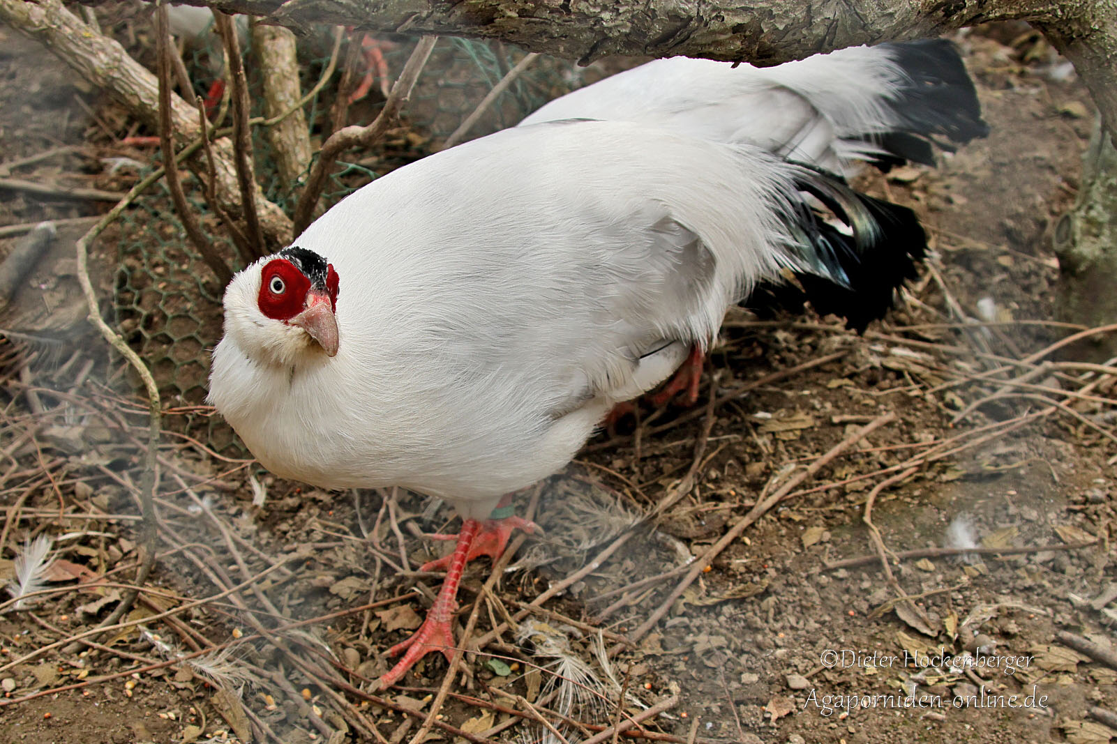 Weißflügel‑Ohrfasan (Crossoptilon crossoptilon) blickt irritiert in die Kamera, während er bei der Futtersuche gestört wird.