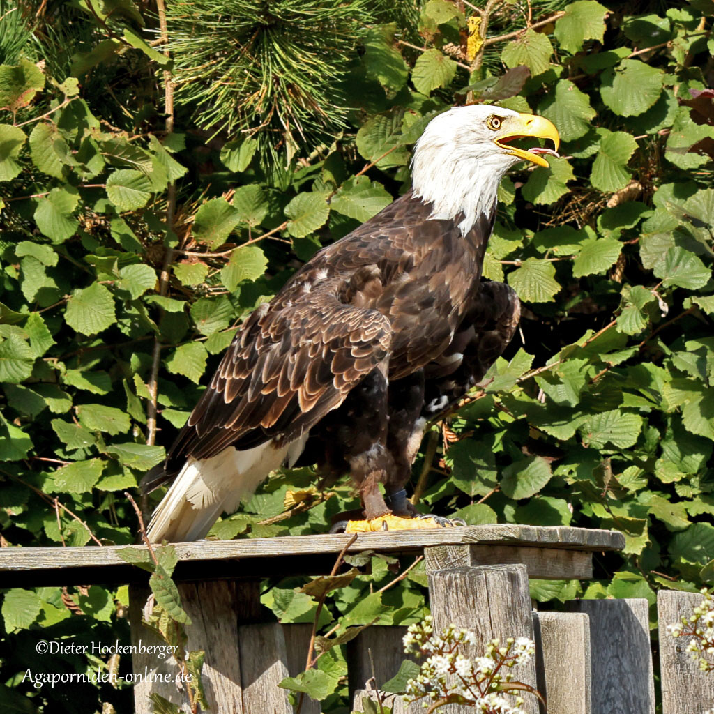 Weißkopfseeadler (Haliaeetus ucocephalus)