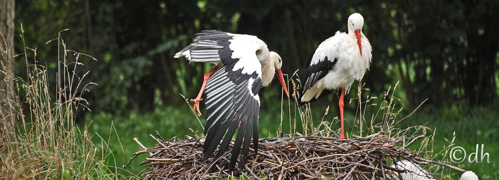 Zwei Weißstörche (Ciconia ciconia) stehen auf ihrem Nest, im Hintergrund ist eine grüne Waldlandschaft im Vogelpark Marlow zu sehen.