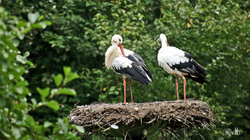 Zwei Weißstörche (Ciconia ciconia) stehen auf ihrem Nest im Vogelpark Marlow.